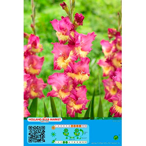 Gladiola (Mieczyk) Far West interface.art zdjęcie 1 Gladiola (Mieczyk) Far West interface.image 1 interface.art 76443