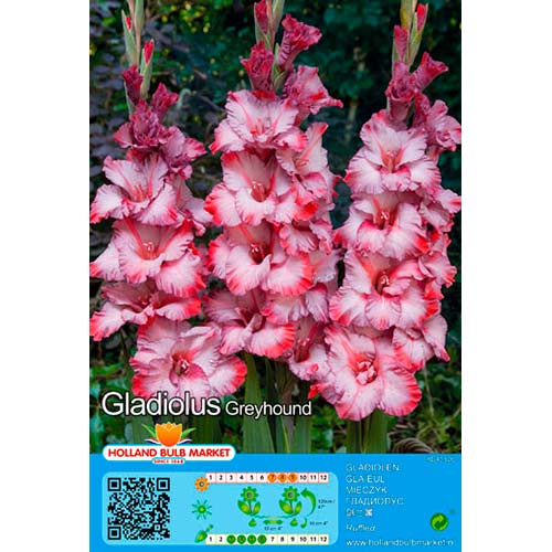 Gladiola (Mieczyk) Greyhound interface.image 1 interface.art 76662