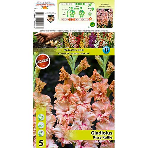 Gladiola (Mieczyk) Kissy Ruffle interface.image 1 interface.art 70396