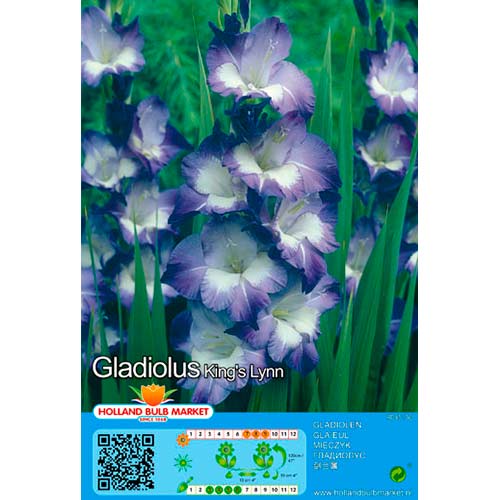 Gladiola (Mieczyk) Kings Lynn interface.image 1 interface.art 76445