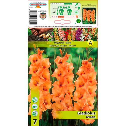 Gladiola (Mieczyk) Ovatie interface.image 1 interface.art 76591