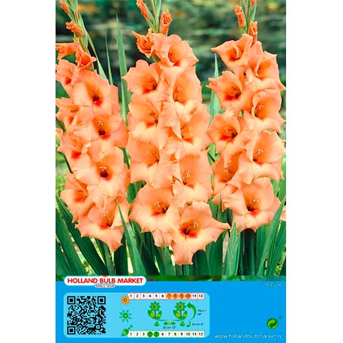 Gladiola (Mieczyk) Peter Pears interface.image 1 interface.art 76448