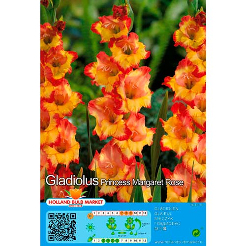 Gladiola (Mieczyk) Princess Margaret Rose interface.image 1 interface.art 76667