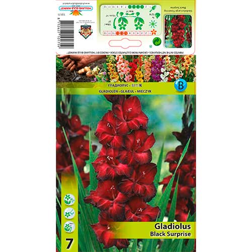 Gladiola (Mieczyk) Black Surprise interface.image 1 interface.art 76243