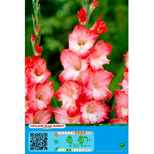 Gladiola (Mieczyk) Pink Lady interface.image 1 interface.art 76253