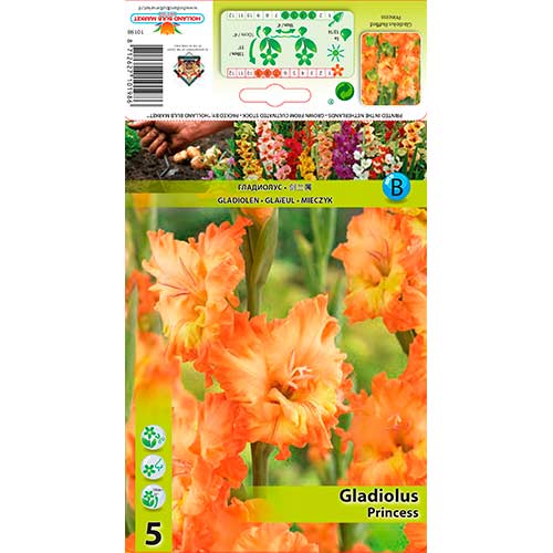 Gladiola (Mieczyk) Princess interface.image 1 interface.art 76252