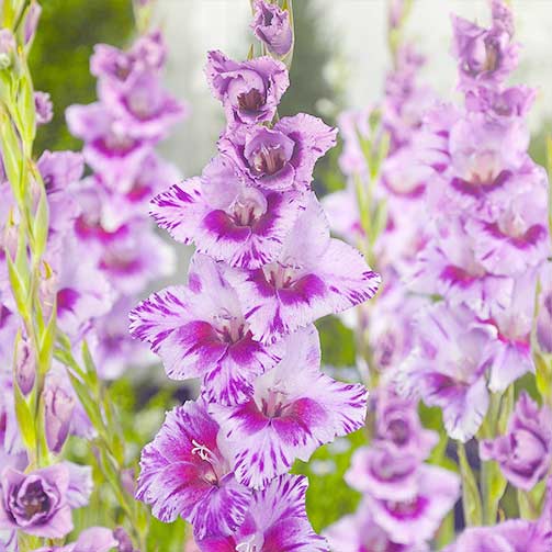 Gladiola (Mieczyk) wielkokwiatowy Passos interface.image 1 interface.art 67055