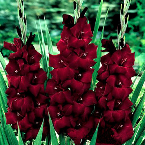 Gladiola Pesara  interface.image 1 interface.art 2902