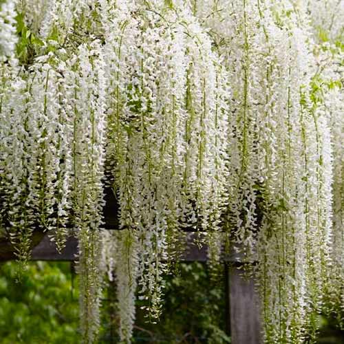 Glicynia Alba interface.art zdjęcie 1 Glicynia Alba interface.image 1 interface.art 5629