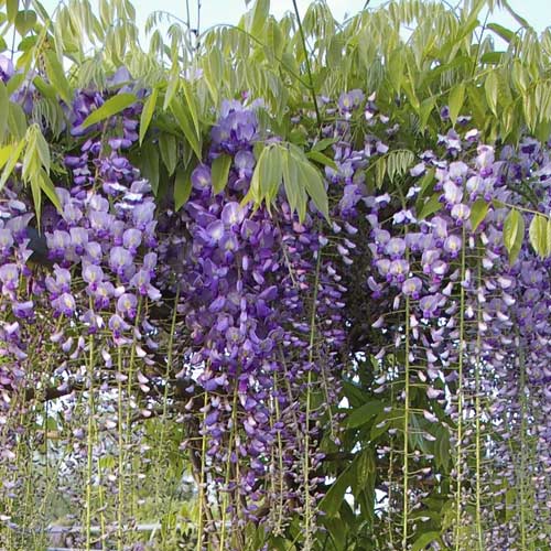 Wisteria floribunda Blue Dream, С2 interface.image 1 interface.art 8238