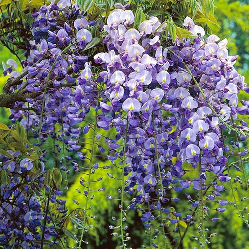 Glicynia Longwood Purple, С2 interface.image 1 interface.art 8239