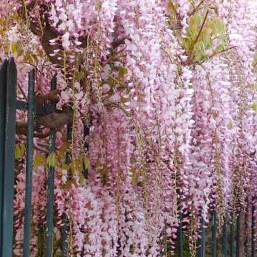 Glicynia Rosea interface.art zdjęcie 1 Glicynia Rosea interface.image 1 interface.art 5631