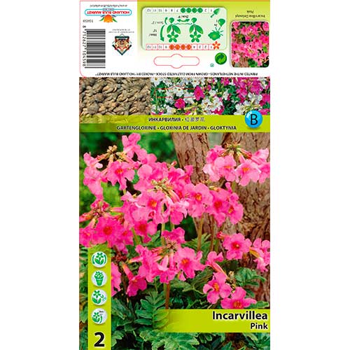 Gloksynia ogrodowa Delevaya Pink interface.image 1 interface.art 76280