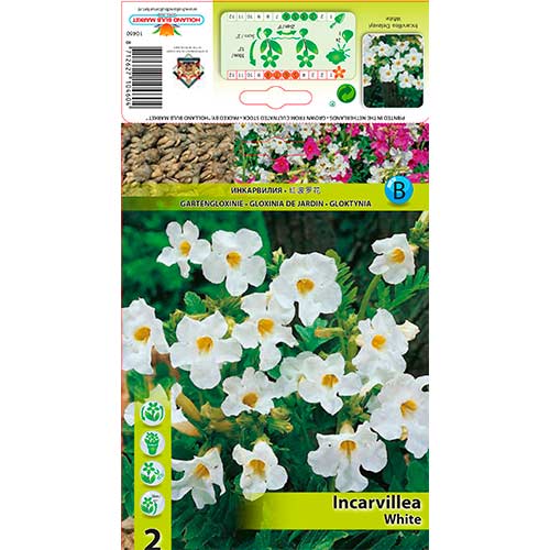 Gloksynia ogrodowa Delevaya White interface.image 1 interface.art 76281