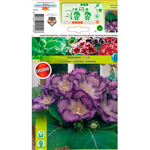 Gloksynia Tigrina Blue interface.image 1 interface.art 76261