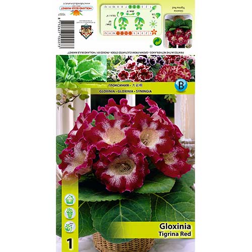 Gloksynia Tigrina Red interface.image 1 interface.art 70407