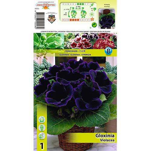 Gloksynia Violacea interface.art zdjęcie 1 Gloksynia Violacea interface.image 1 interface.art 70408