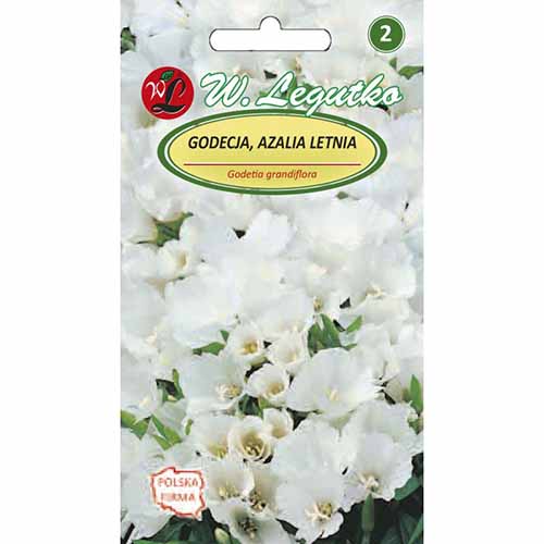 Godecja (Azalia letnia), biała Legutko interface.image 1 interface.art 96704