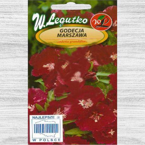 Godecja (Azalia letnia) czerwona Legutko interface.image 1 interface.art 78560