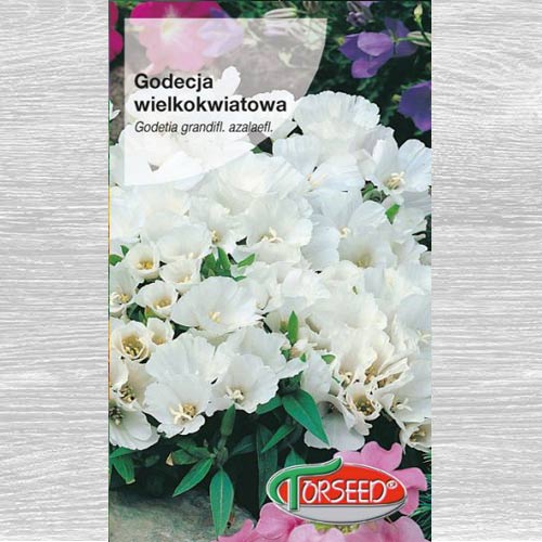 Godecja (Azalia letnia) wielkokwiatowa biała interface.image 1 interface.art 77535