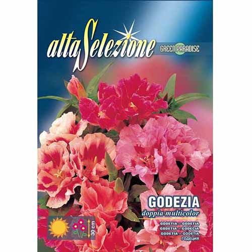 Godecja wielkokwiatowa, mieszanka kolorów Morami interface.image 1 interface.art 87301