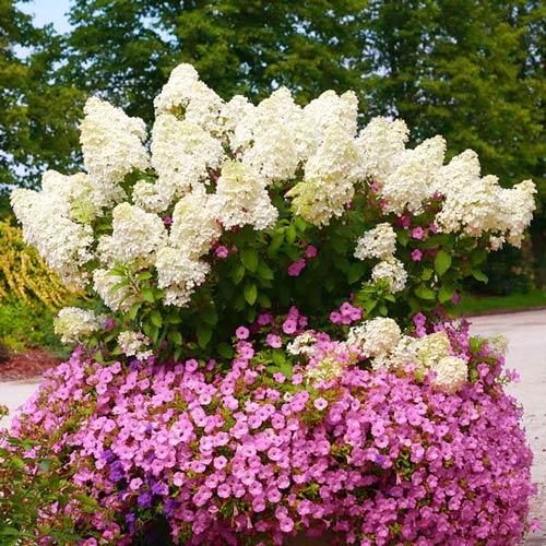 Hortensja bukietowa Big Ben interface.image 1 interface.art 2445