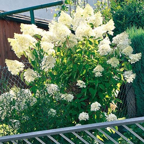 Hortensja bukietowa Big Ben interface.image 3 interface.art 2445