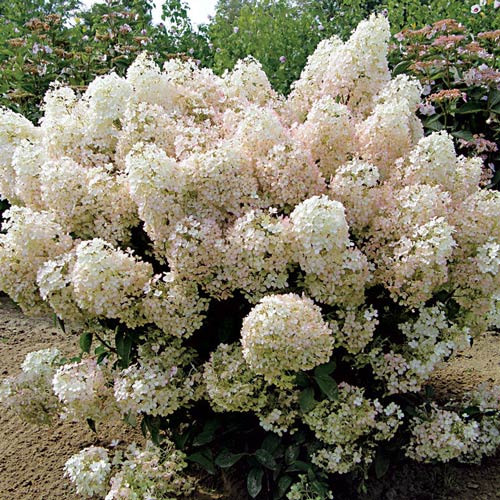 Hortensja bukietowa Big Ben interface.image 4 interface.art 2445