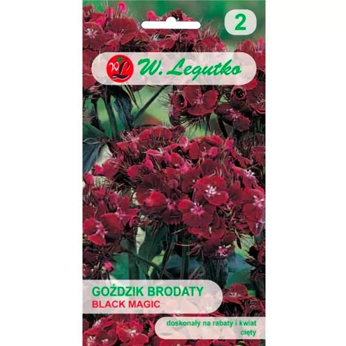 Goździk brodaty Black Magic interface.image 1 interface.art 69590