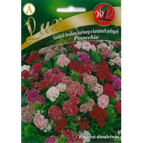 Goździk brodaty Pinocchio, mix kolorow interface.image 1 interface.art 86762