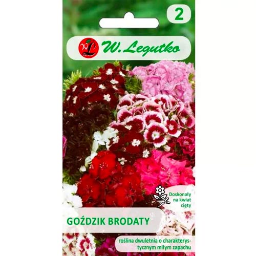 Goździk brodaty, mix interface.image 1 interface.art 78603