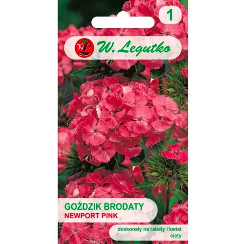 Goździk brodaty Newport Pink interface.image 1 interface.art 78602