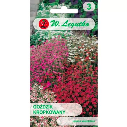 Goździk kropkowany, mix interface.image 1 interface.art 50100