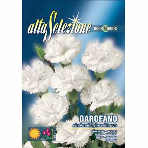 Goździk ogrodowy biały Morami interface.image 1 interface.art 96342