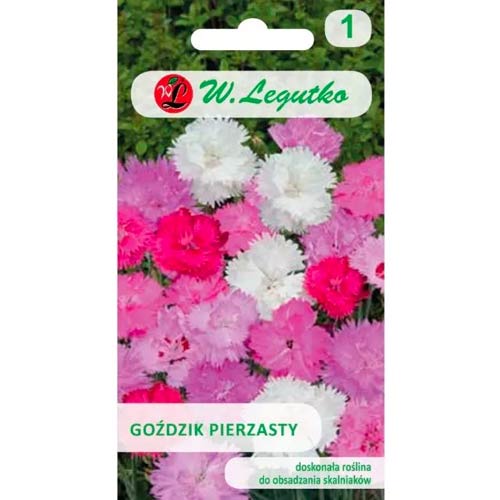 Goździk pierzasty, mix interface.image 1 interface.art 50102