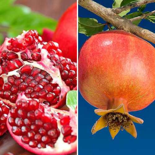 Super oferta! Granat Duo, 2 sadzonki interface.image 1 interface.art 4879