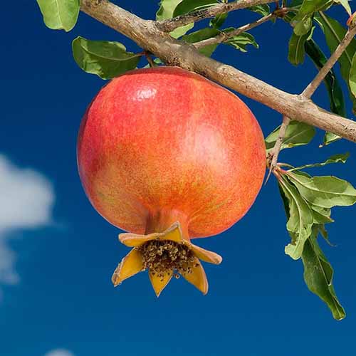 Granat Wonderful, С2 interface.image 1 interface.art 4868