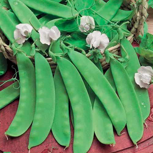 Groch cukrowy Norli Kiepenkerl interface.image 1 interface.art 96688