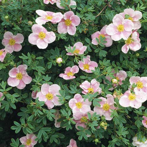 Pięciornik krzewiasty Princess, С2 interface.image 1 interface.art 8569