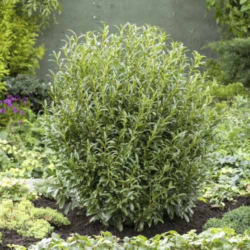 Laurowiśnia (Prunus laurocerasus) Sofia PBR, С3 interface.image 1 interface.art 8570