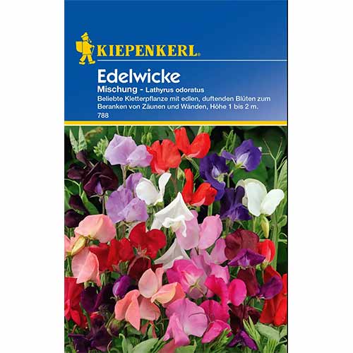 Groszek pachnący Unicorn, mieszanka kolorów Kiepenkerl interface.image 1 interface.art 96532