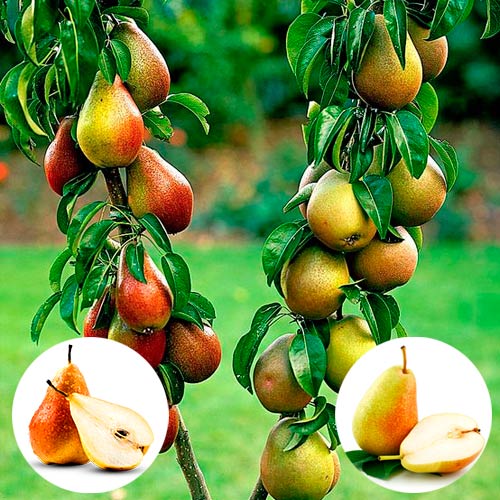 Grusza DUO interface.image 1 interface.art 7145