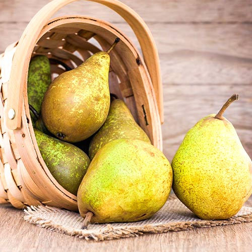 Grusza Abate Fetel interface.image 1 interface.art 4306