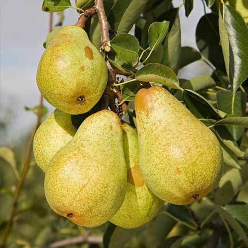 Grusza Bonkreta Williamsa interface.image 1 interface.art 7489