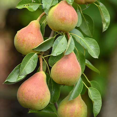 Grusza (columnar) Santa Maria interface.image 1 interface.art 2021