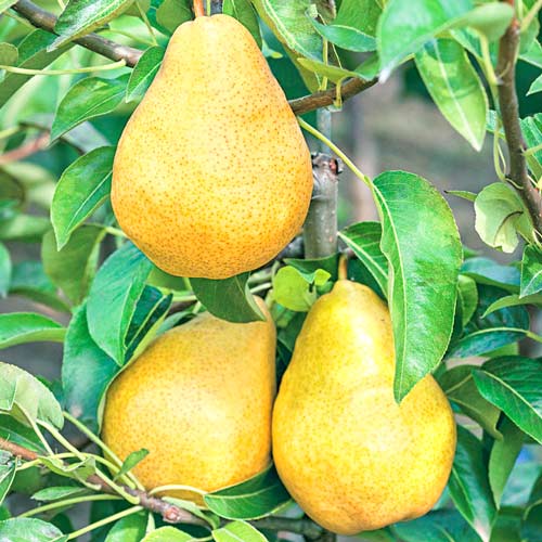 Grusza Highland interface.image 1 interface.art 7952