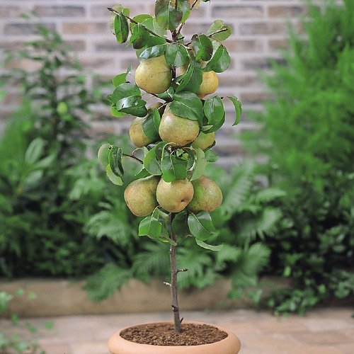 Grusza kolumnowa Condo interface.image 1 interface.art 1969