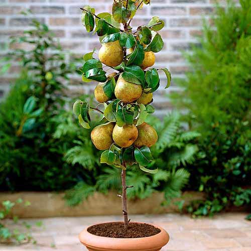 Grusza kolumnowa Obelisk interface.image 1 interface.art 1942