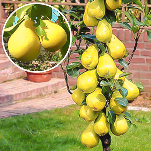 Grusza kolumnowa Saphira, С2 interface.image 1 interface.art 1941