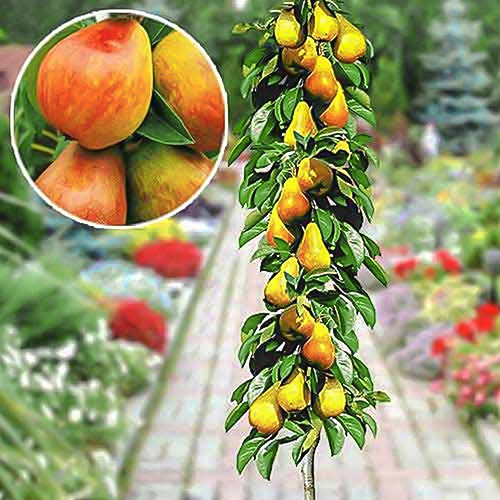 Grusza kolumnowa wczesna interface.image 1 interface.art 1904